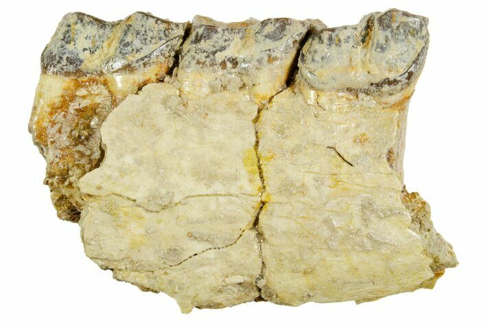 Fossil Running Rhino (Hyracodon) Jaw Section - South Dakota #364451